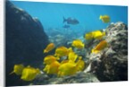 School of Yellow Tang nderwater near La Perousse, Makena, Maui, Hawaii by Anonymous