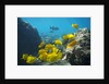 School of Yellow Tang nderwater near La Perousse, Makena, Maui, Hawaii by Anonymous