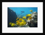 School of Yellow Tang nderwater near La Perousse, Makena, Maui, Hawaii by Anonymous