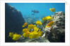School of Yellow Tang nderwater near La Perousse, Makena, Maui, Hawaii by Anonymous