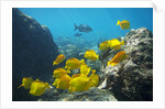 School of Yellow Tang nderwater near La Perousse, Makena, Maui, Hawaii by Anonymous