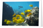 School of Yellow Tang nderwater near La Perousse, Makena, Maui, Hawaii by Anonymous
