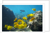 School of Yellow Tang nderwater near La Perousse, Makena, Maui, Hawaii by Anonymous