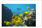 School of Yellow Tang nderwater near La Perousse, Makena, Maui, Hawaii by Anonymous