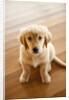 Golden Retriever puppy by Anonymous