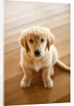 Golden Retriever puppy by Anonymous