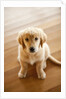 Golden Retriever puppy by Anonymous