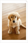 Golden Retriever puppy by Anonymous