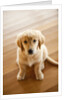 Golden Retriever puppy by Anonymous