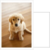 Golden Retriever puppy by Anonymous