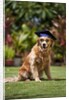 Golden Retriever ready for graduation by Anonymous
