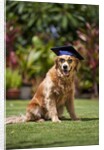 Golden Retriever ready for graduation by Anonymous
