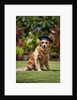 Golden Retriever ready for graduation by Anonymous