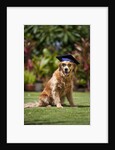 Golden Retriever ready for graduation by Anonymous
