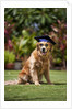 Golden Retriever ready for graduation by Anonymous