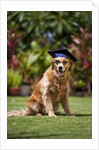 Golden Retriever ready for graduation by Anonymous