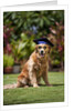 Golden Retriever ready for graduation by Anonymous