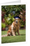 Golden Retriever ready for graduation by Anonymous