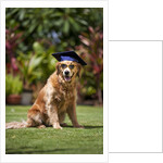 Golden Retriever ready for graduation by Anonymous
