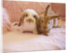 Two Rabbits on Pink Sofa by Anonymous