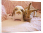 Two Rabbits on Pink Sofa by Anonymous