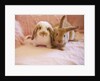 Two Rabbits on Pink Sofa by Anonymous