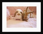 Two Rabbits on Pink Sofa by Anonymous