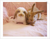 Two Rabbits on Pink Sofa by Anonymous
