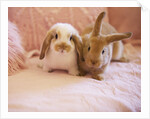 Two Rabbits on Pink Sofa by Anonymous