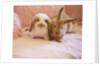Two Rabbits on Pink Sofa by Anonymous