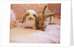 Two Rabbits on Pink Sofa by Anonymous