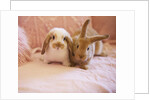 Two Rabbits on Pink Sofa by Anonymous