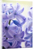 Detail of a purple hyacinth, Hyacinthus orientalis by Anonymous