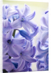 Detail of a purple hyacinth, Hyacinthus orientalis by Anonymous