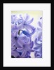 Detail of a purple hyacinth, Hyacinthus orientalis by Anonymous
