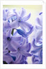 Detail of a purple hyacinth, Hyacinthus orientalis by Anonymous