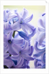 Detail of a purple hyacinth, Hyacinthus orientalis by Anonymous