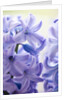 Detail of a purple hyacinth, Hyacinthus orientalis by Anonymous