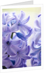Detail of a purple hyacinth, Hyacinthus orientalis by Anonymous