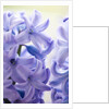 Detail of a purple hyacinth, Hyacinthus orientalis by Anonymous