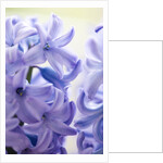 Detail of a purple hyacinth, Hyacinthus orientalis by Anonymous