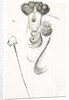 Oscar Wilde, the Irish dramatist, writer and poet. A caricature by Max Beerbohm showing his extravagent haircut, style of dress and his trademark cane. by Anonymous