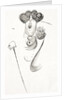 Oscar Wilde, the Irish dramatist, writer and poet. A caricature by Max Beerbohm showing his extravagent haircut, style of dress and his trademark cane. by Anonymous