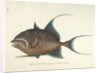 Queen triggerfish by Mark Catesby