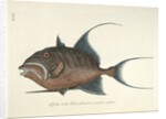 Queen triggerfish by Mark Catesby