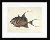 Queen triggerfish by Mark Catesby