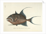 Queen triggerfish by Mark Catesby