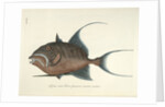 Queen triggerfish by Mark Catesby