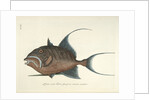 Queen triggerfish by Mark Catesby