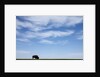 American Bison in Badlands National Park by Anonymous